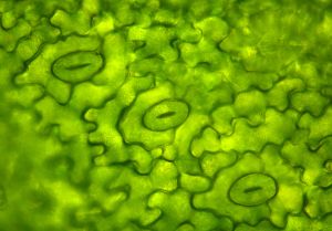 stomata under a microscope